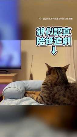 【好助眠】貓咪陪媽看劇愛睏吶zzZ