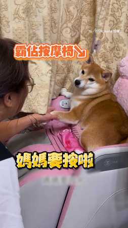 柴柴霸佔按摩椅不走：先搶先贏！