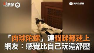 「肉球陀螺」連貓咪都迷上　網友：感覺比自己玩還舒壓