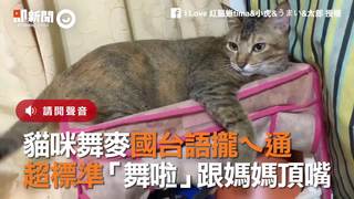 貓咪舞麥國台語攏ㄟ通　超標準「舞啦」跟媽媽頂嘴