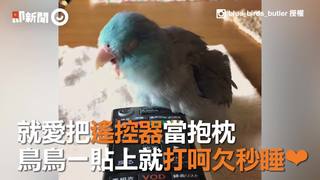 就愛把遙控器當抱枕　鳥鳥一貼上就打呵欠秒睡❤