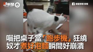 喵把桌子當「跑步機」狂繞奴才煮好泡麵瞬間好崩潰