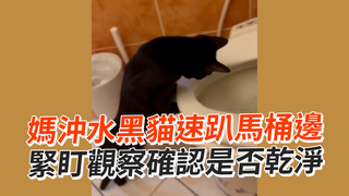 媽沖水黑貓速趴馬桶邊　緊盯觀察確認是否乾淨