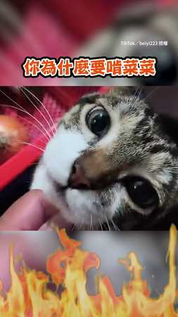 【貓貓蟲】整天偷吃菜被抓包XD
