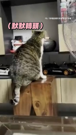 貓貓超愛喝風水滾珠的水  機器壞掉心情好落寞