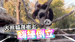 大熊貓爬樹上突練倒立　熟練左右搖晃腿超興奮