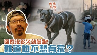 浪浪別哭-回家沒多久就落跑！難道他不想有家？｜浪浪大小事