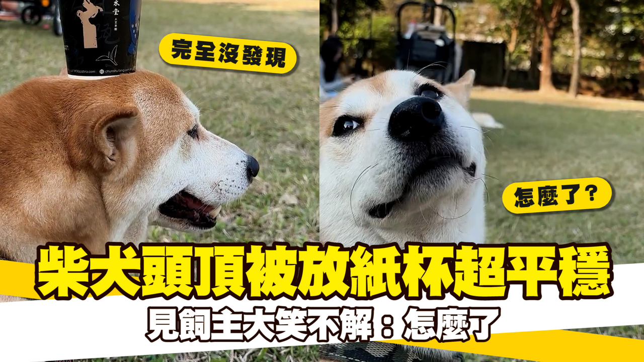 柴犬頭頂被放紙杯超平穩　見飼主大笑不解：怎麼了