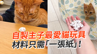 自製主子最愛貓玩具　材料只需「一張紙」！