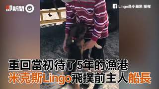重回當初待了5年的漁港　米克斯Lingo飛撲前主人船長