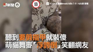 聽到要剪指甲就裝傻　萌貓舞麥「浮誇倒」笑翻網友