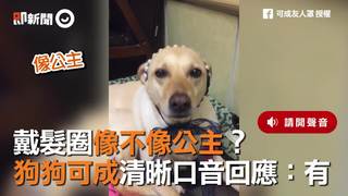 戴髮圈像不像公主？　狗狗可成清晰口音回應：有