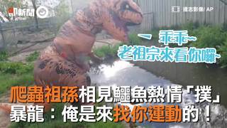 爬蟲祖孫相見鱷魚熱情「撲」 暴龍：俺是來找你運動的！
