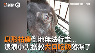  身形枯瘦倒地無法行走...　浪浪小黑獲救大口吃飯落淚了　