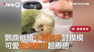 鸚鵡低頭不斷鑽手討摸摸　可愛撒嬌畫面超療癒
