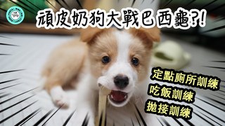 Jessica Law羅明嘉-頑皮奶狗????大戰巴西龜?????! ｜【龜牧成長日記】