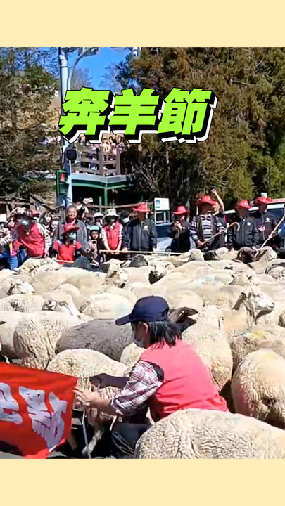 【113隻山道綿羊密】清境農場舉辦的奔羊節 場面超壯觀~~ | 播吧BOBA | ETtoday新聞雲