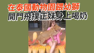 在泰國動物園餵幼獅　開門飛撲正妹身上喝奶