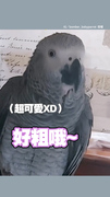 【紅~~蓮霧？】鸚鵡拜年說祝福語  下秒蓮霧好吃？