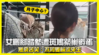 女曬腳踏墊遭斑鳩築巢孵蛋　無奈苦笑：不同隻輪流來生