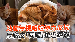 幼貓無視姐姐極力反抗　厚臉皮「同睡」拉近距離