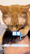 【爸爸髮線堪憂】橘貓忘情幫飼主理毛