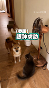 柴柴想舔貓咪屁屁...多次被拒依舊不死心XD
