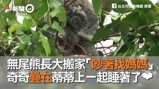 無尾熊長大搬家「吵著找媽媽」　奇奇疊在蒂蒂上一起睡著了❤