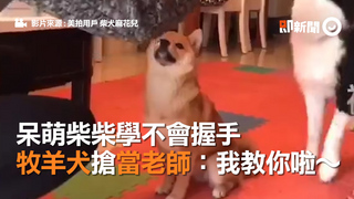 呆萌柴柴學不會握手　牧羊犬搶當老師：我教你啦～