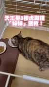 #天王星 8樓虎斑貓獲救！ 「妹妹」餓6天大口吃罐頭