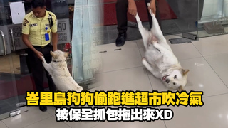 峇里島狗狗偷跑進超市吹冷氣　翻肚享受被保全抓包拖出來XD