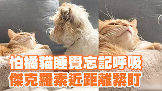 怕橘貓睡覺忘記呼吸 傑克羅素近距離猛盯