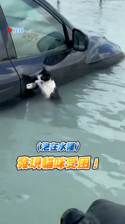 #杜拜淹水 賓士貓泡水抓車門求生！杜拜警暖心救援