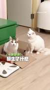 【當你吵架頻率對不上】白貓一陣輸出...對方後知不覺一臉疑惑？