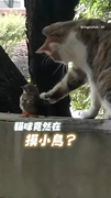 【那是愛情嗎？】貓咪伸出毛掌溫柔輕撫小鳥