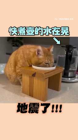 【吃飽再逃】地震來了！ 橘貓淡定嗑飯