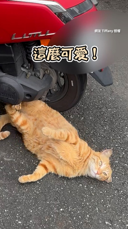 【最萌碰瓷】橘貓在機車旁翻肚賣萌 成功獲得肉泥XD