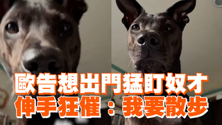 歐告想出門猛盯奴才　伸手狂催：我要散步