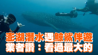澎湖潛水遇鯨鯊伴遊　業者讚：看過最大的