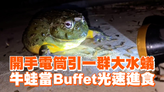 開手電筒引一群大水蟻　牛蛙當Buffet光速進食