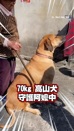 #阿嬤 的巨大坐騎 「70kg #高山犬 」無奈跟鄰居抱怨調皮事XD