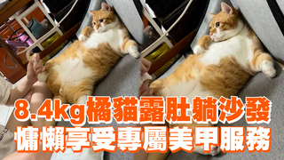 8.4kg橘貓露肚躺沙發　慵懶享受專屬美甲服務