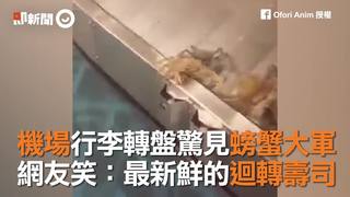 機場行李轉盤驚見螃蟹大軍　網友笑：最新鮮的迴轉壽司