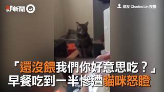 還沒餵我們你好意思吃　早餐吃到一半慘遭貓咪怒瞪