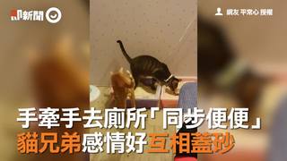 手牽手去廁所「同步便便」　貓兄弟感情好互相蓋砂