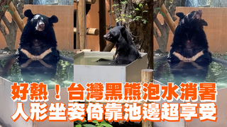 好熱！台灣黑熊泡水消暑　人形坐姿倚靠池邊超享受