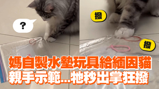 媽自製水墊玩具給緬因貓 親手示範...牠秒出掌狂撥