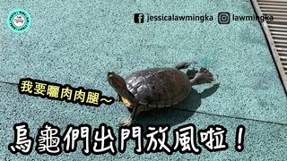 Jessica Law羅明嘉-烏龜們出去放風啦～｜屋苑的大草地太棒了｜【小龜成長日記】