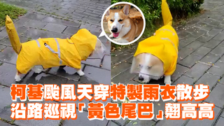 柯基颱風天穿特製雨衣散步　沿路巡視「黃色尾巴」翹高高