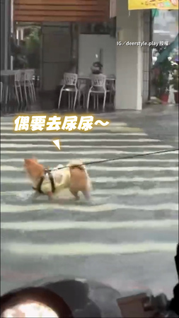 #柴犬 沒在理颱風！馬路淹水也要 #小跳步 去尿尿 #凱米颱風